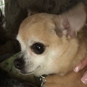 Meet your Posher, Cameron